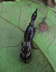 Arrhenodini