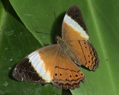Cirrochroa orissa