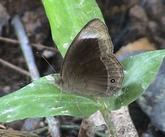 Mycalesis anaxias