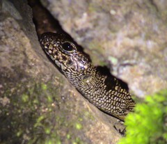 Sphenomorphus praesignis