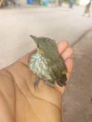 Territornis reticulata