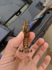 Procambarus pentastylus