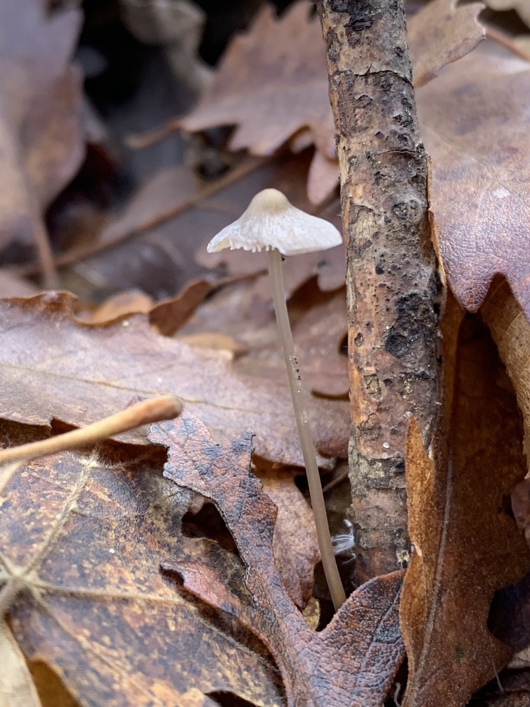 Mycena vitilis