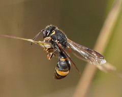 Masarinae