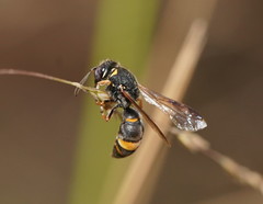 Masarinae