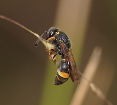 Masarinae