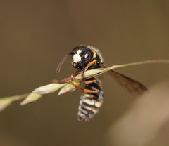Masarinae