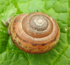 Fruticicola fruticum