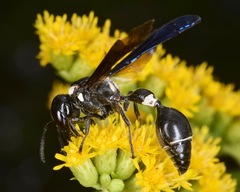 Zethus spinipes variegatus