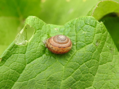 Fruticicola fruticum