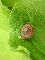 Fruticicola fruticum