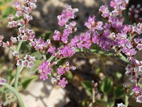 Limonium axillare, photograph 2