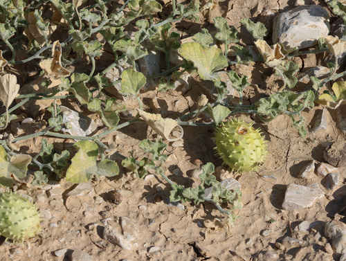 Cucumis prophetarum, photograph 3