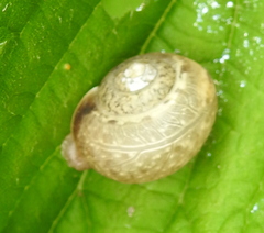Fruticicola fruticum