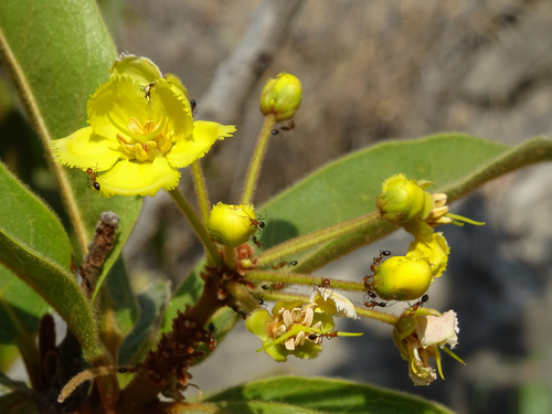 Acridocarpus orientalis (Acridocarpus orientalis)