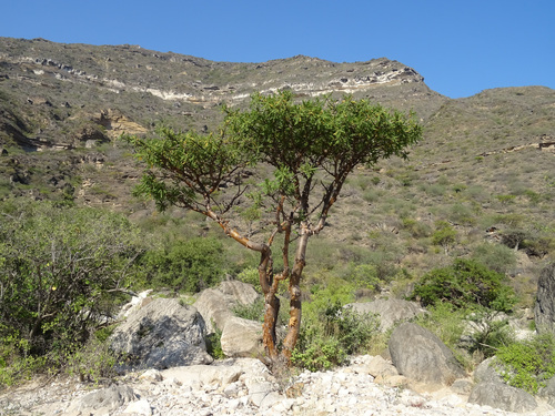 Boswellia sacra