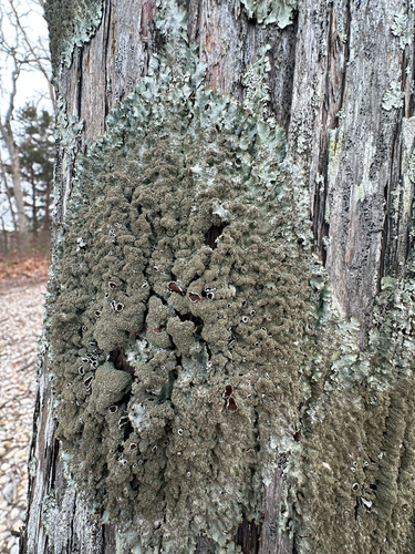 rough speckled shield lichen