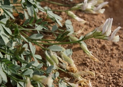 Astragalus permiensis