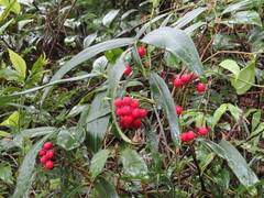 Ardisia crispa