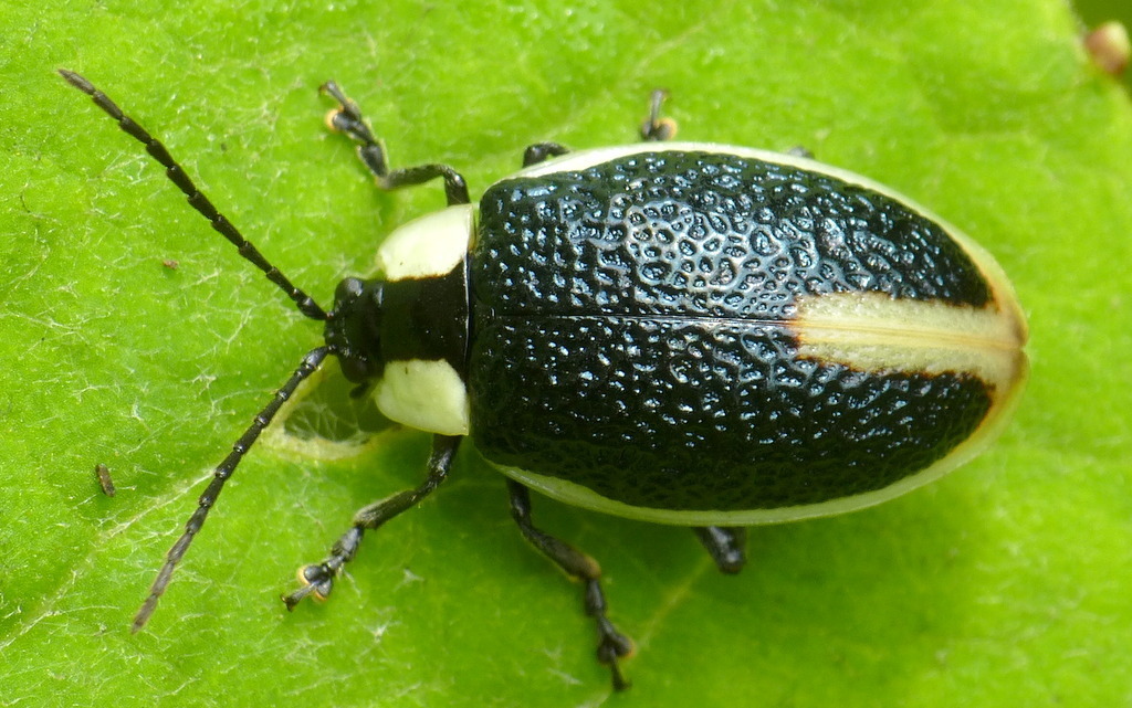 Aspicela rugosa