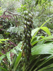 Calanthe formosana