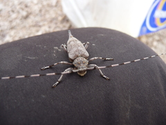 Acanthocinus aedilis