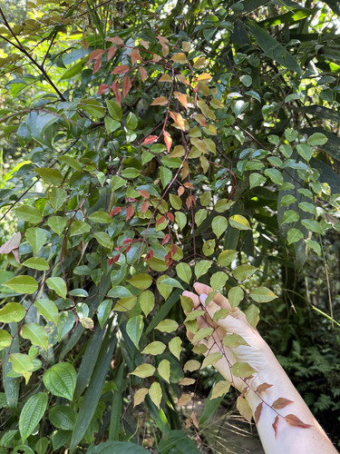 Adenanthera aglaosperma observed 2025-12-02