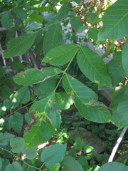 Pseudomicrostroma juglandis