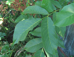 Pseudomicrostroma juglandis