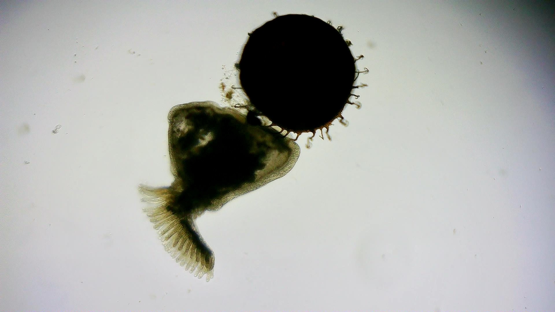 Cristatella mucedo Cuvier, 1798