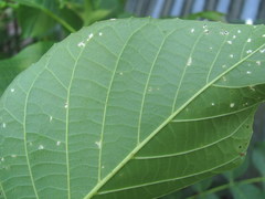 Pseudomicrostroma juglandis