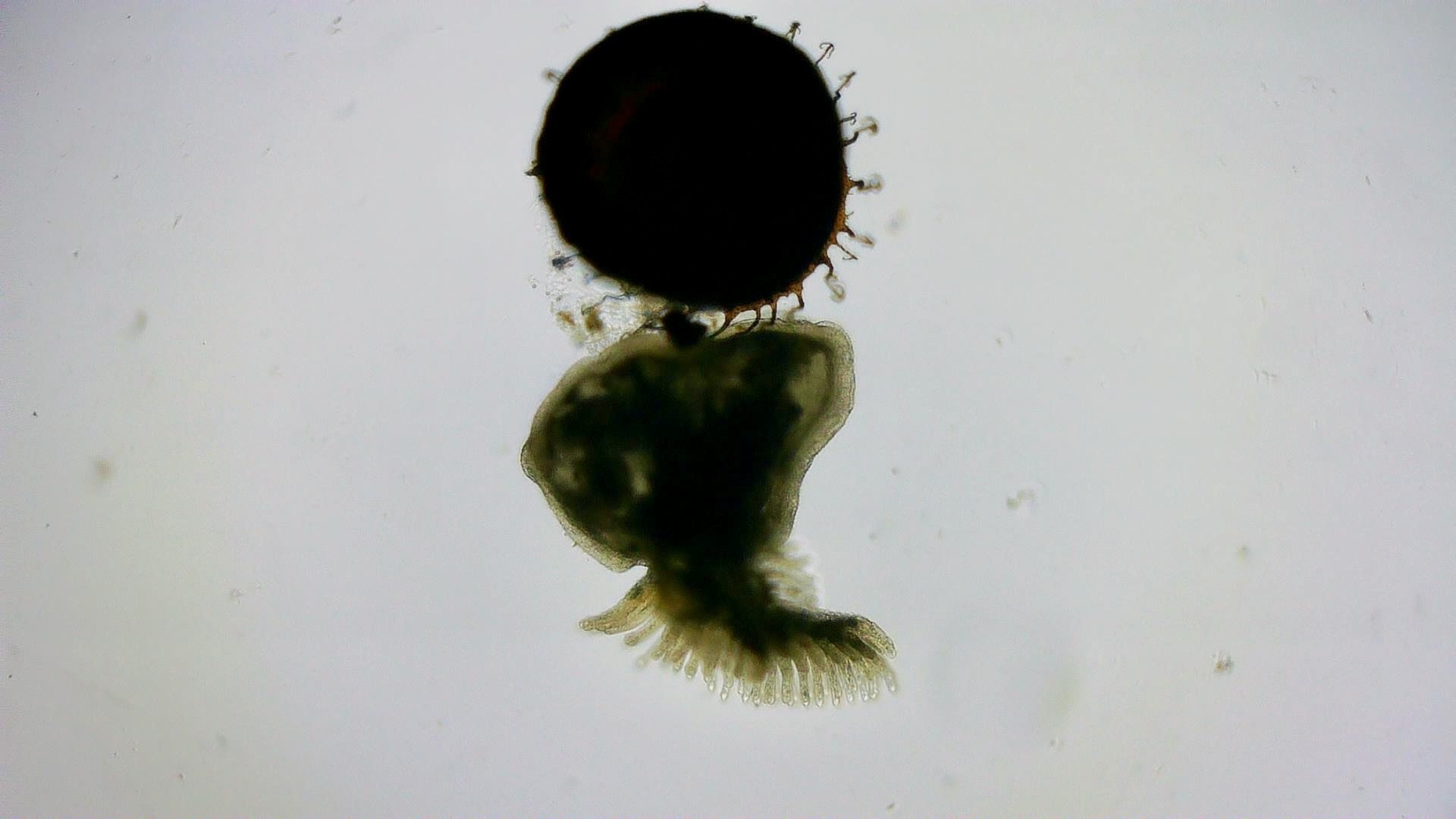 Cristatella mucedo Cuvier, 1798