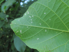 Pseudomicrostroma juglandis