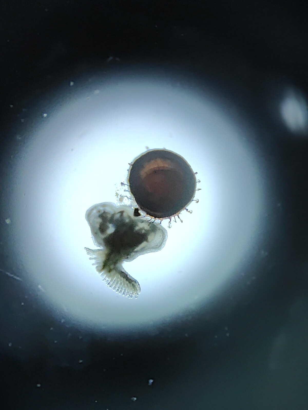 Cristatella mucedo Cuvier, 1798