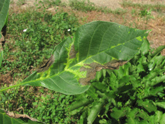 Pseudomicrostroma juglandis