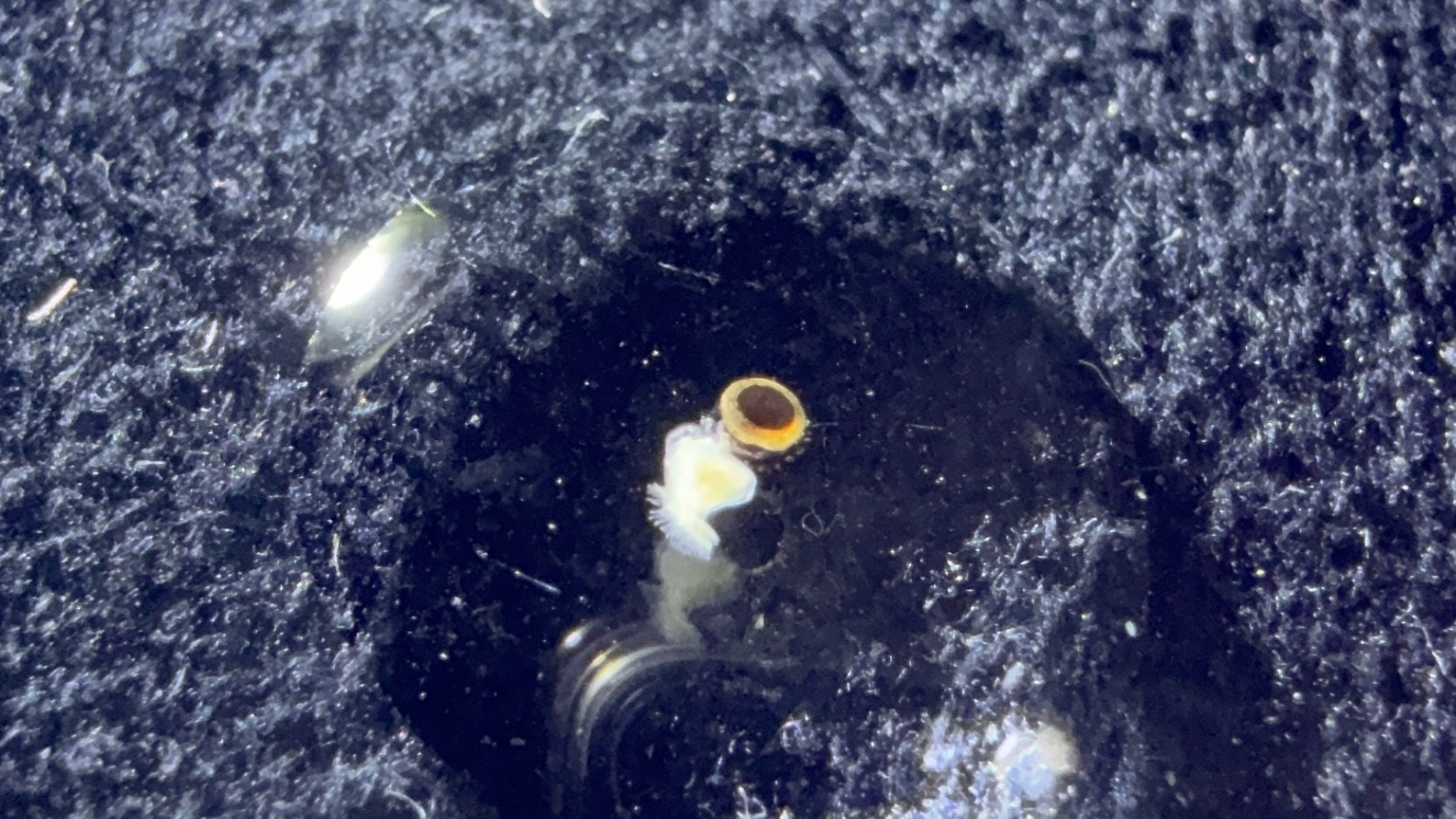 Cristatella mucedo Cuvier, 1798