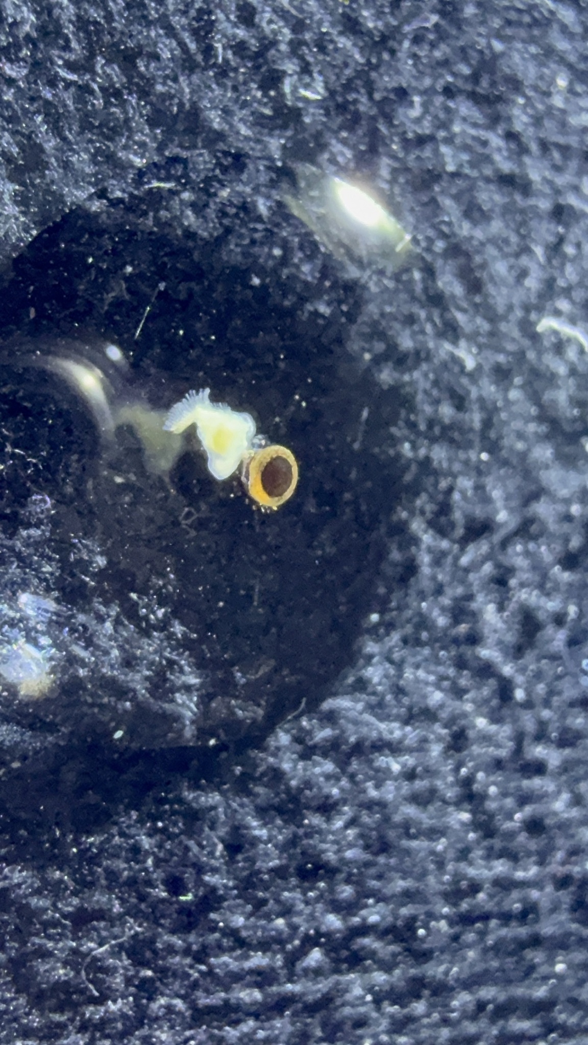 Cristatella mucedo Cuvier, 1798