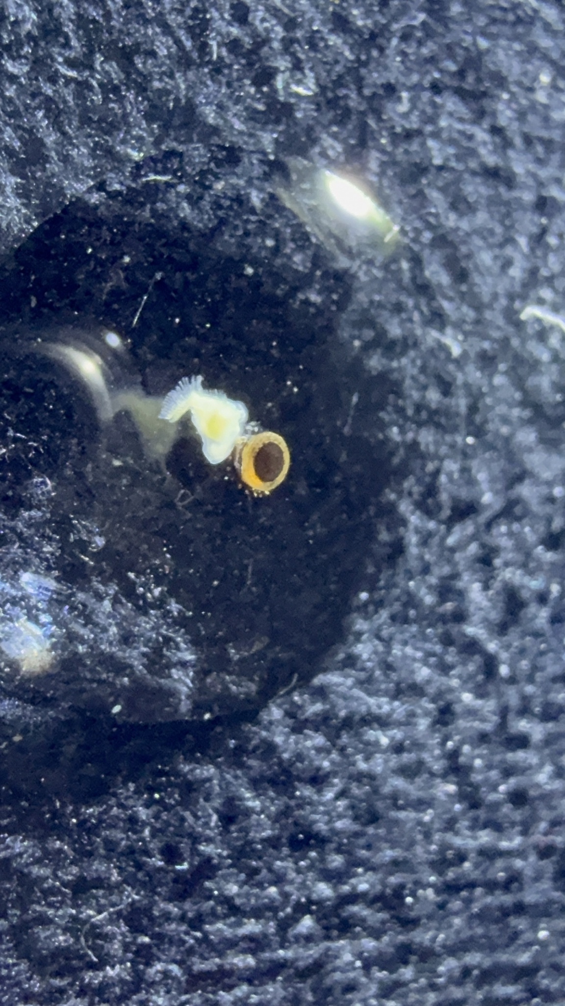 Cristatella mucedo Cuvier, 1798