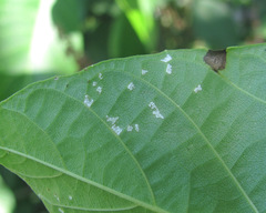 Pseudomicrostroma juglandis