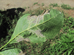 Pseudomicrostroma juglandis