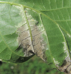 Pseudomicrostroma juglandis