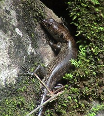 Sphenomorphus praesignis