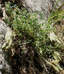 Astragalus permiensis