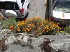 Xanthoparmelia scabrosa