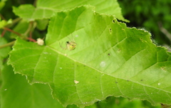 Araniella opisthographa