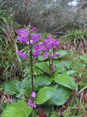 Primula miyabeana