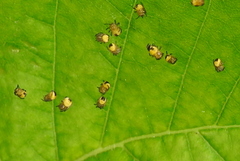 Araniella opisthographa
