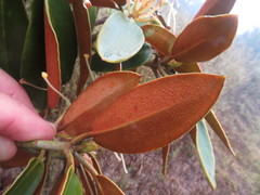 Rhododendron hyperythrum