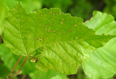 Araniella opisthographa