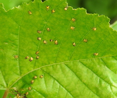 Araniella opisthographa